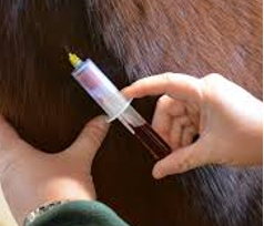 Equine Blood Test