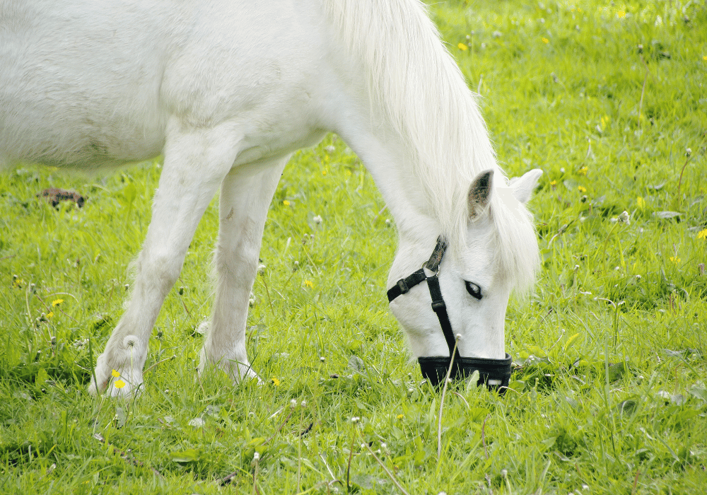 Equine Vet Services In Worcestershire