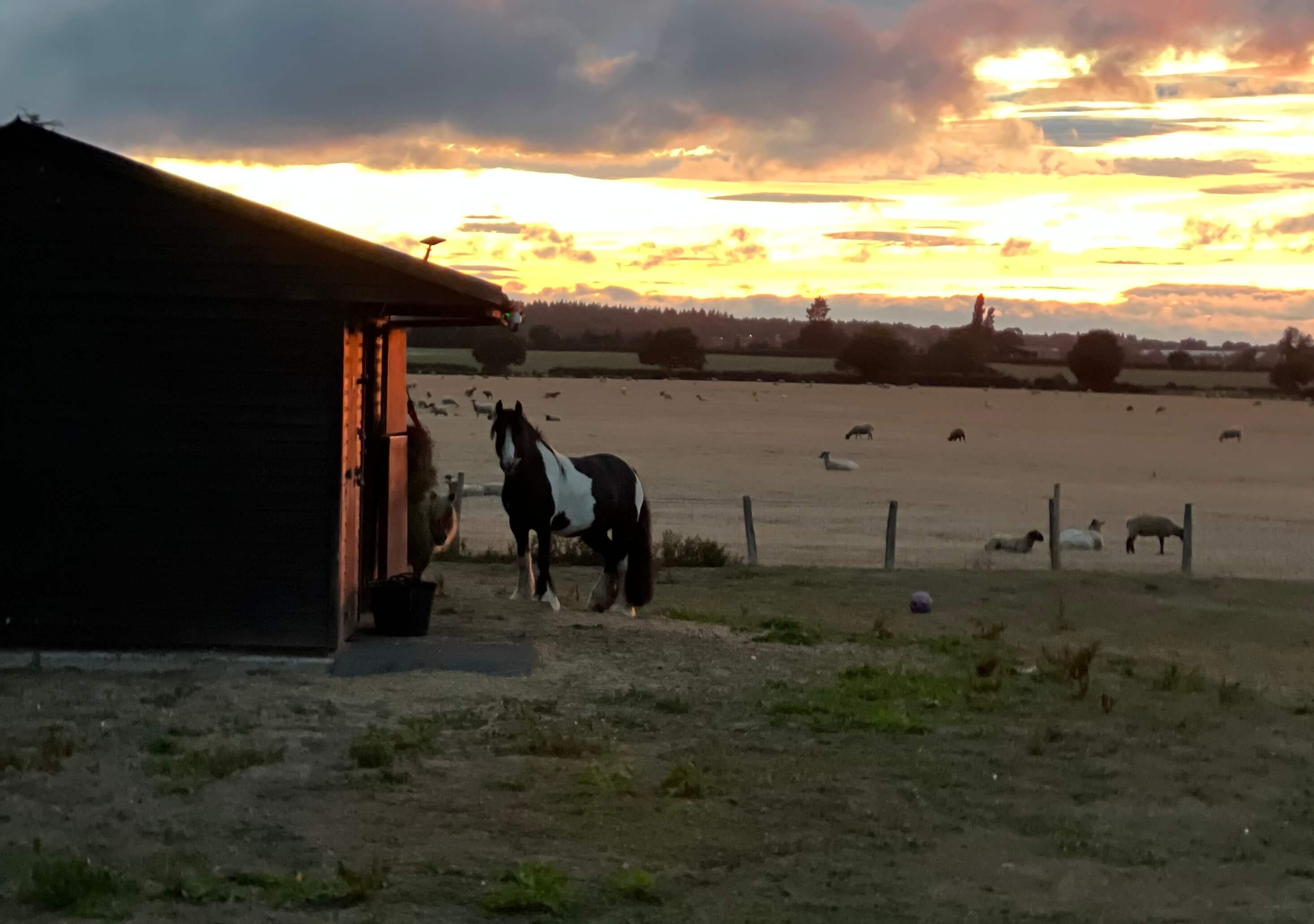 Equine Vets In The Cotswolds