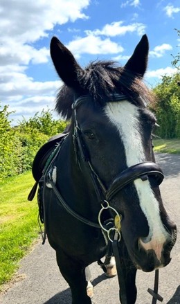 A Guide to Equine Metabolic Syndrome (EMS) in Horses