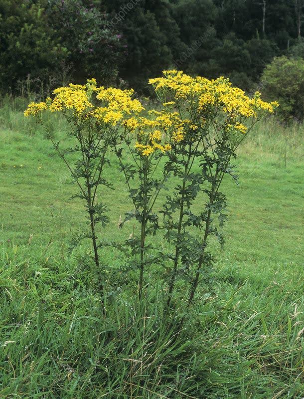 Ragwort
