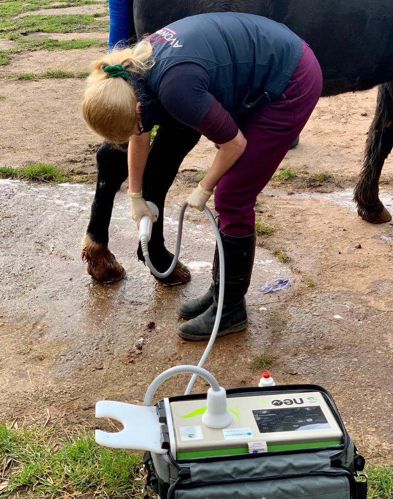 Equine Shockwave Therapy How Does it Work?