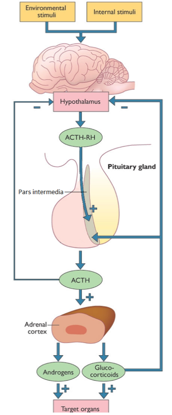 The Equine Pituitary Gland