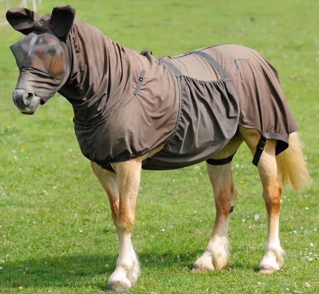 What Is Sweet Itch In Horses