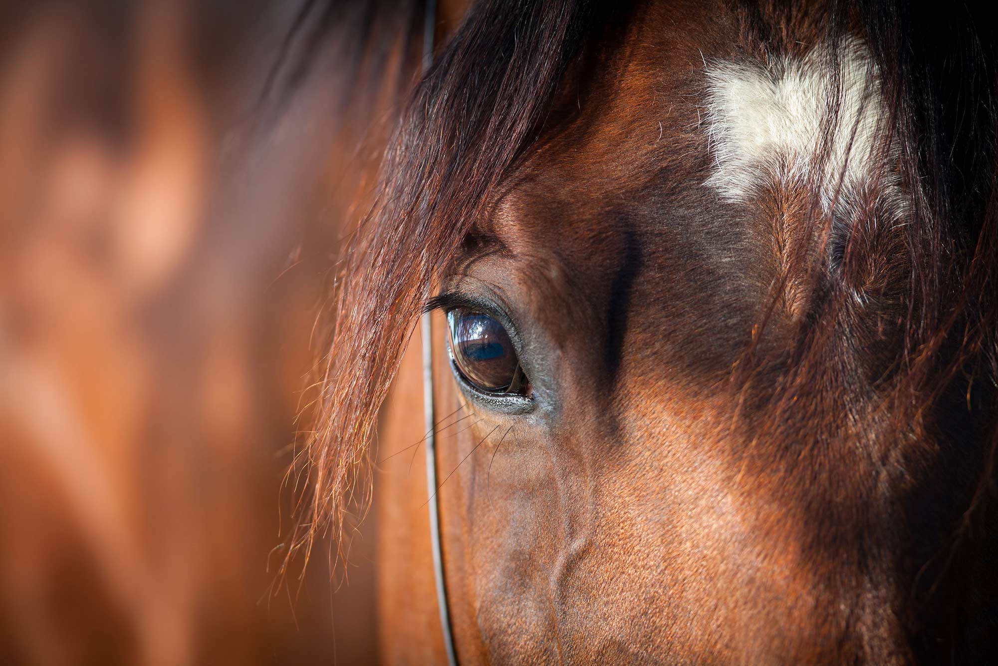 equine asthma symptoms